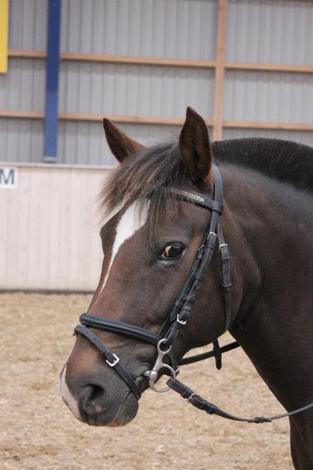 New Forest Firfod Jordbær med fløde - <3 billede 12