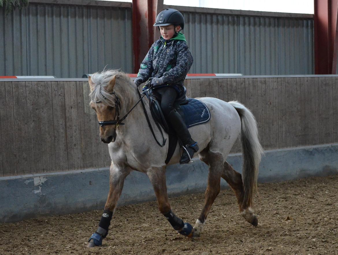 Welsh Pony (sec B) Låddenhøjs Medina billede 4