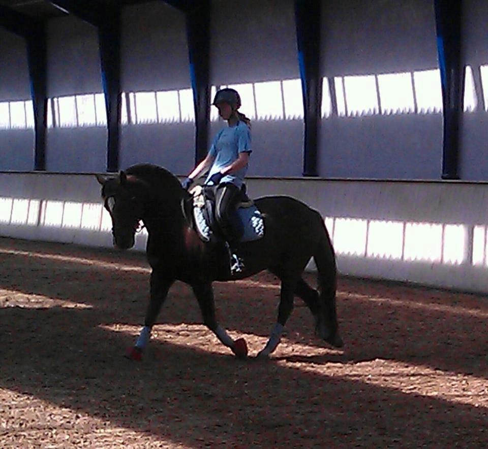 New Forest Firfod Jordbær med fløde - Du gik så godt til sidst billede 14