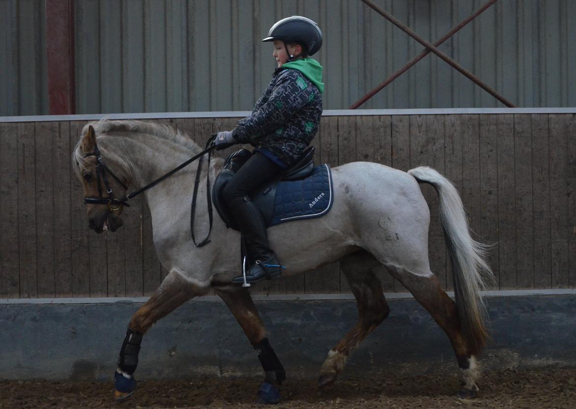 Welsh Pony (sec B) Låddenhøjs Medina billede 5