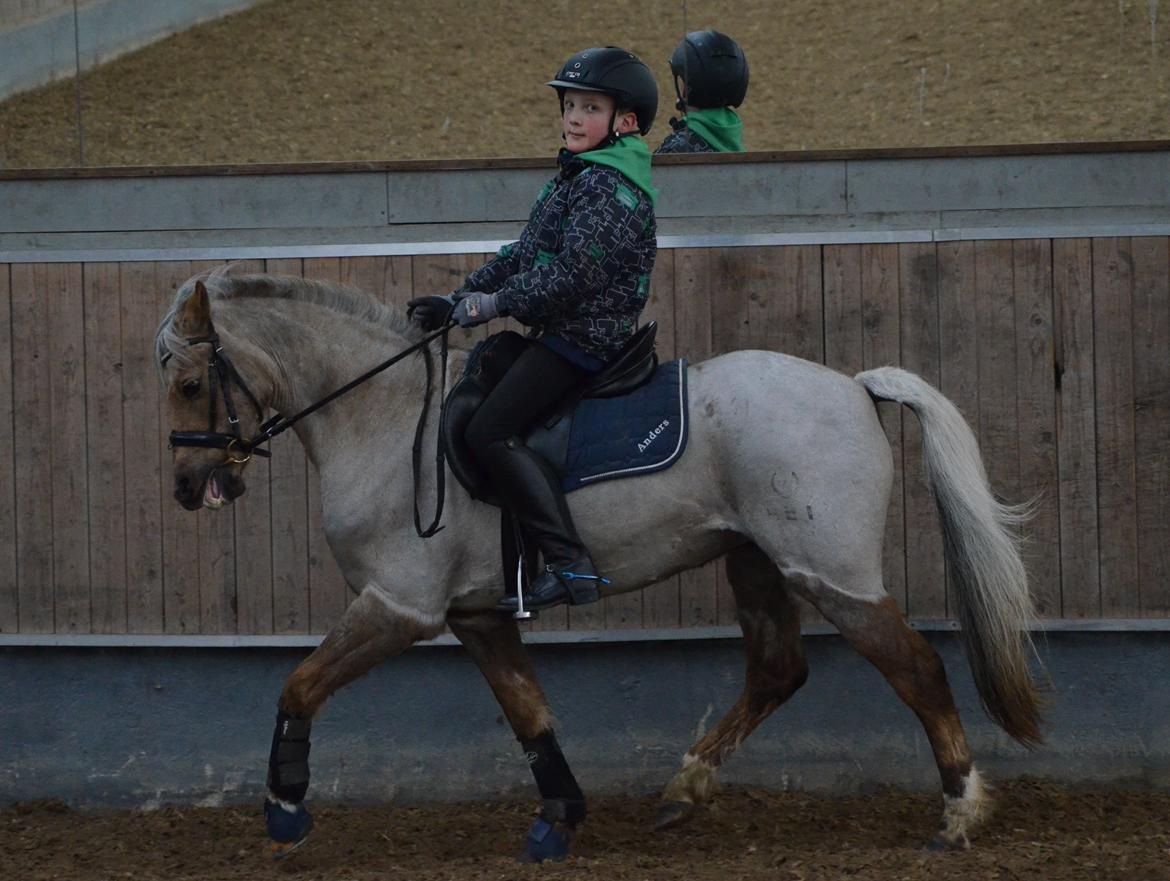 Welsh Pony (sec B) Låddenhøjs Medina billede 6