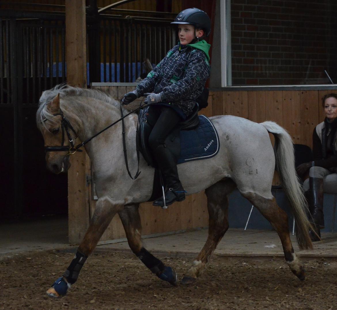 Welsh Pony (sec B) Låddenhøjs Medina billede 7