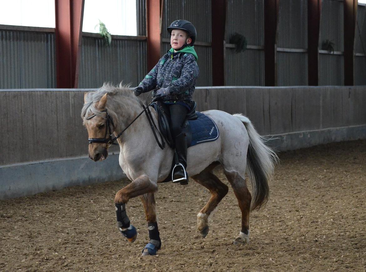 Welsh Pony (sec B) Låddenhøjs Medina billede 8