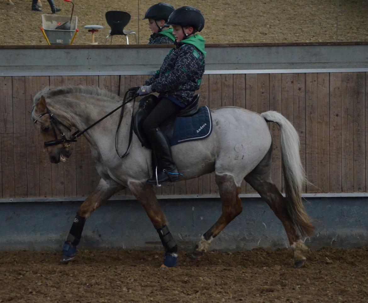 Welsh Pony (sec B) Låddenhøjs Medina billede 9