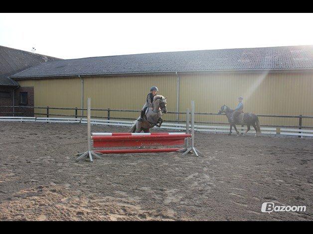 Welsh Pony (sec B) Låddenhøjs Medina billede 10