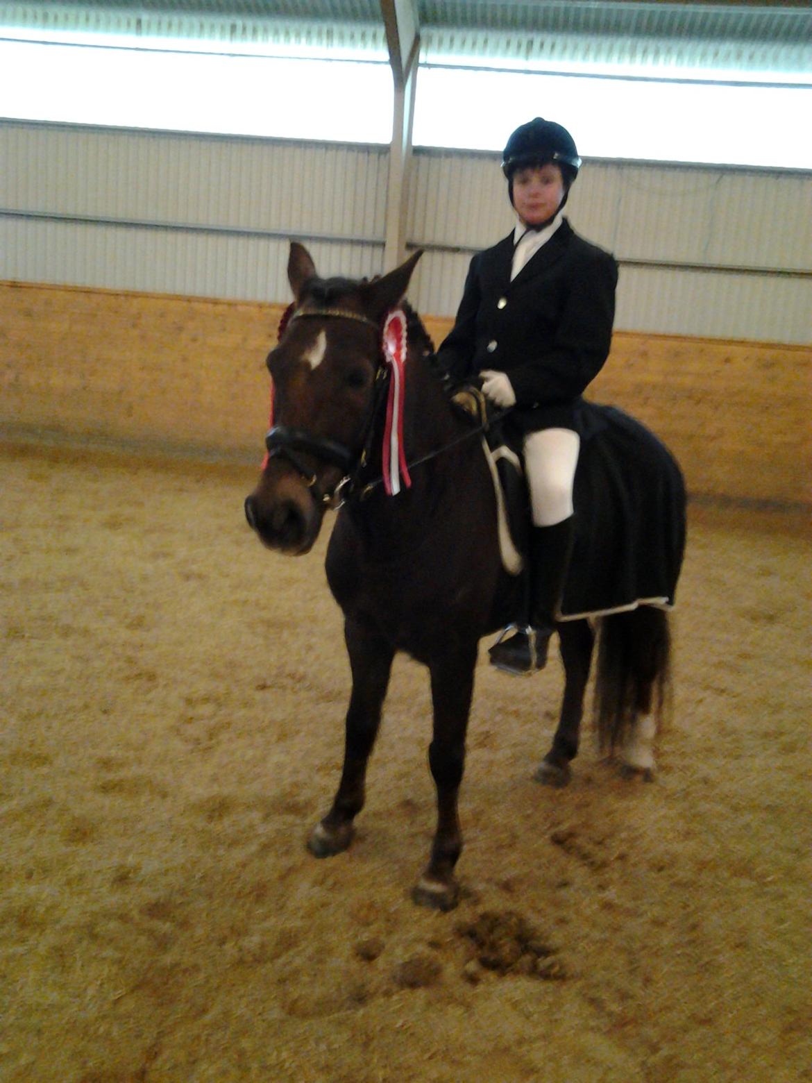 New Forest Sapo billede 9