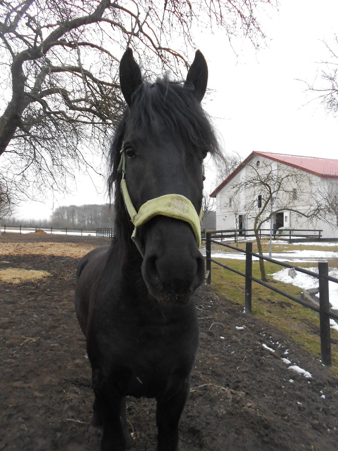 Frieser Jack Whiskey (Bassen <3) billede 1