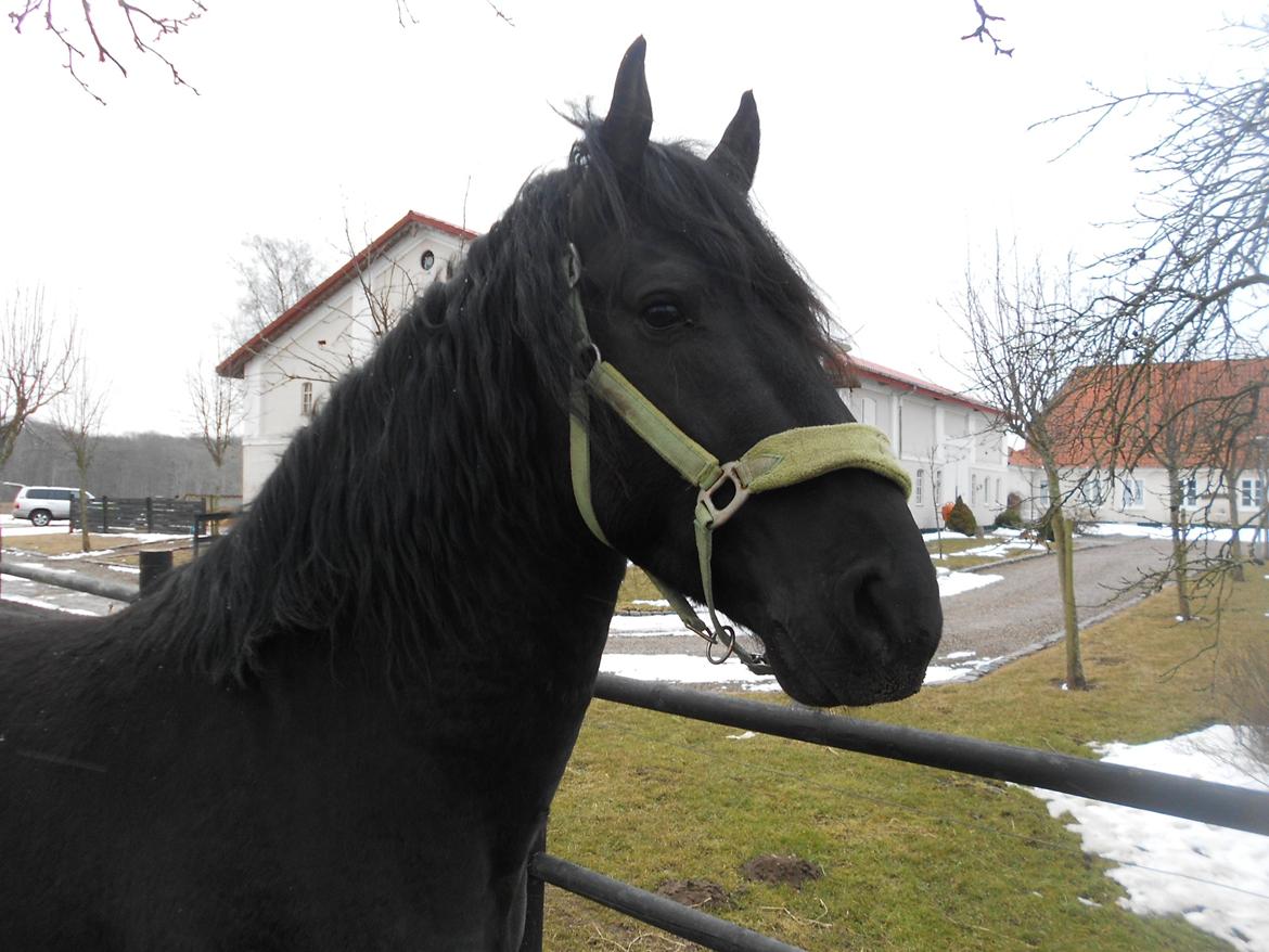 Frieser Jack Whiskey (Bassen <3) billede 21