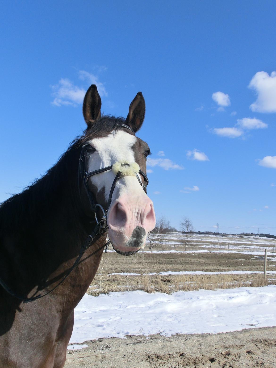 Holstener Magic Z billede 5