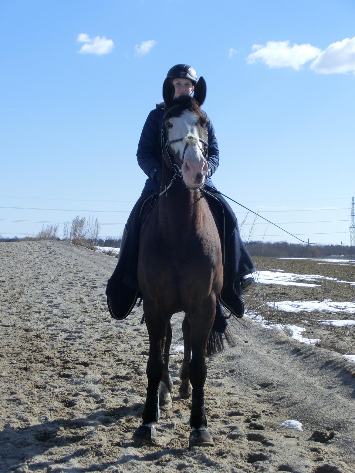 Holstener Magic Z billede 6