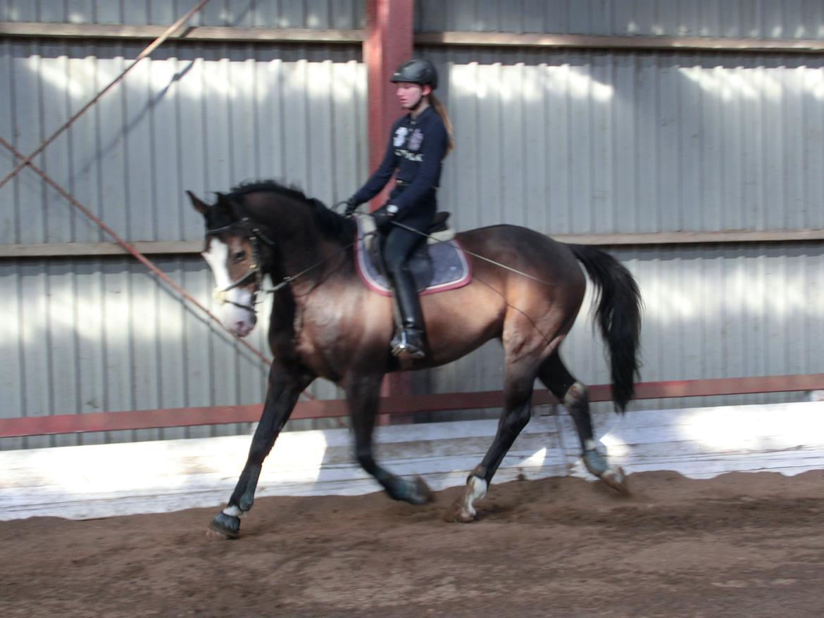 Holstener Magic Z billede 7