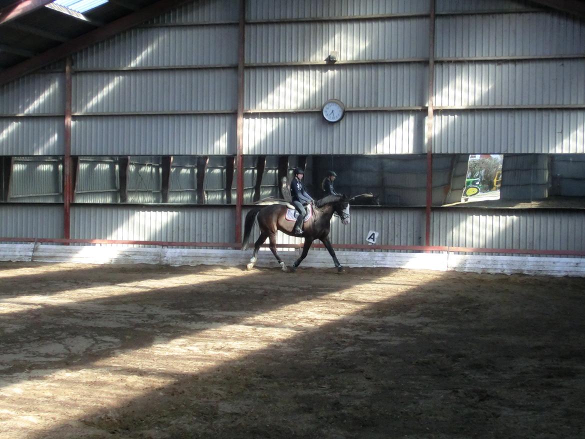 Holstener Magic Z billede 8