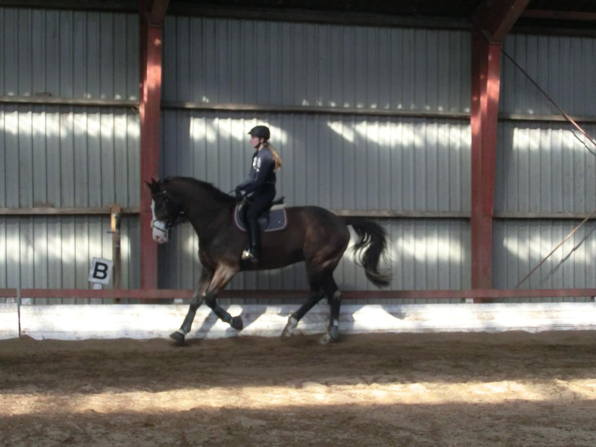 Holstener Magic Z billede 9