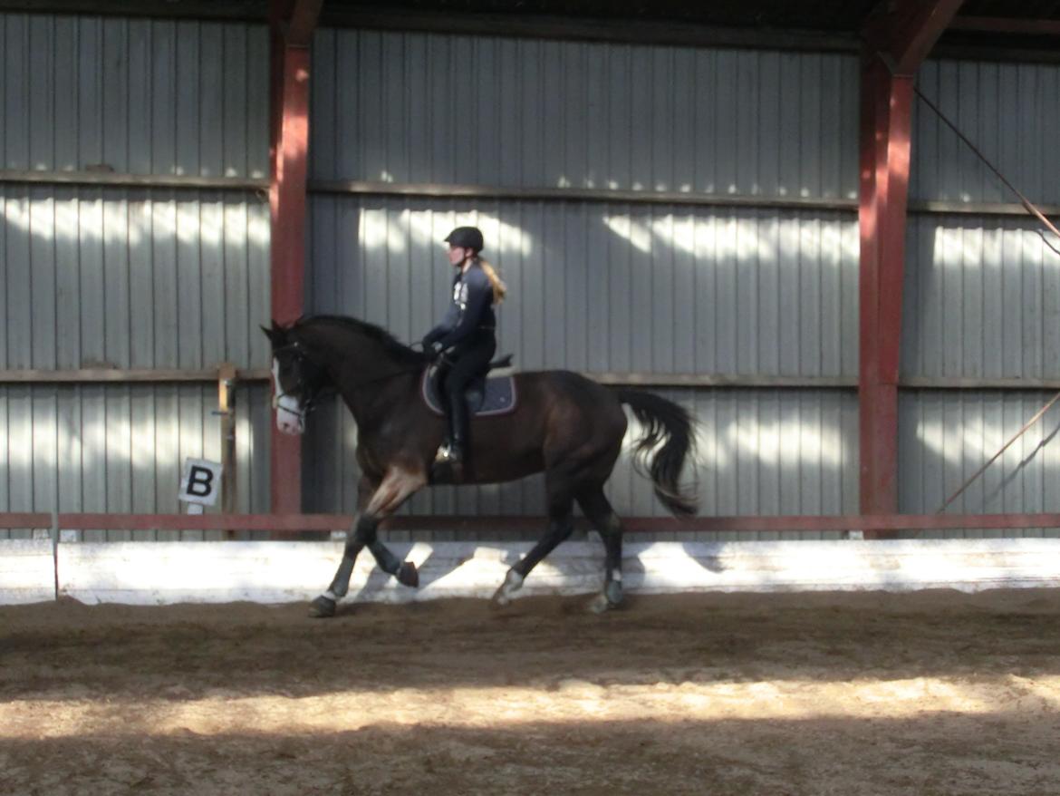 Holstener Magic Z billede 10