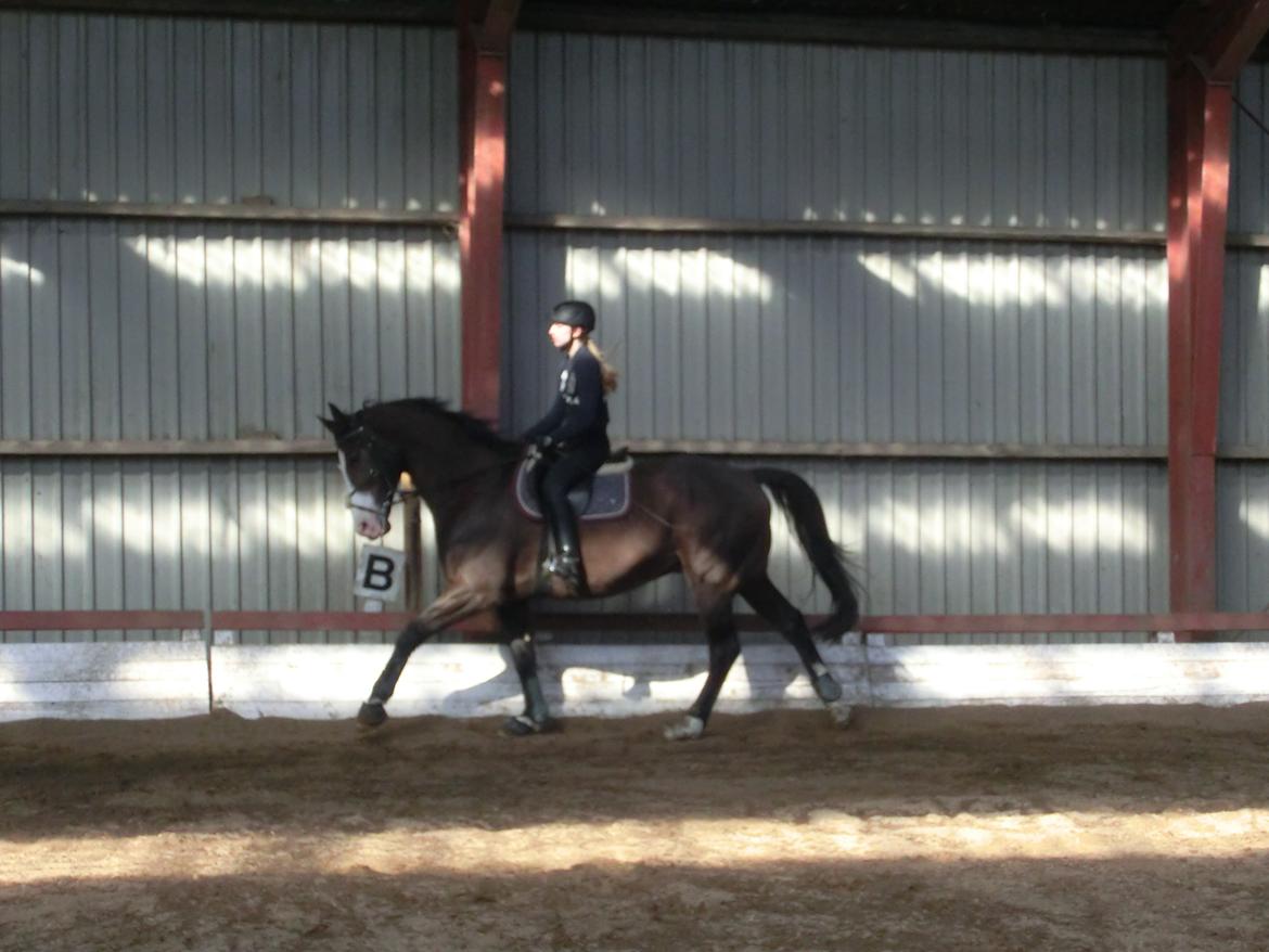 Holstener Magic Z billede 11