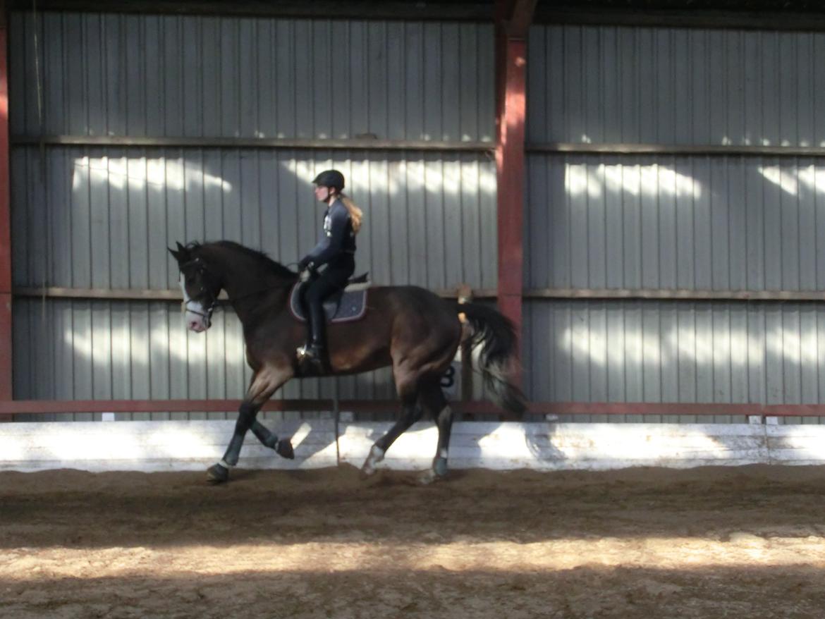 Holstener Magic Z billede 12