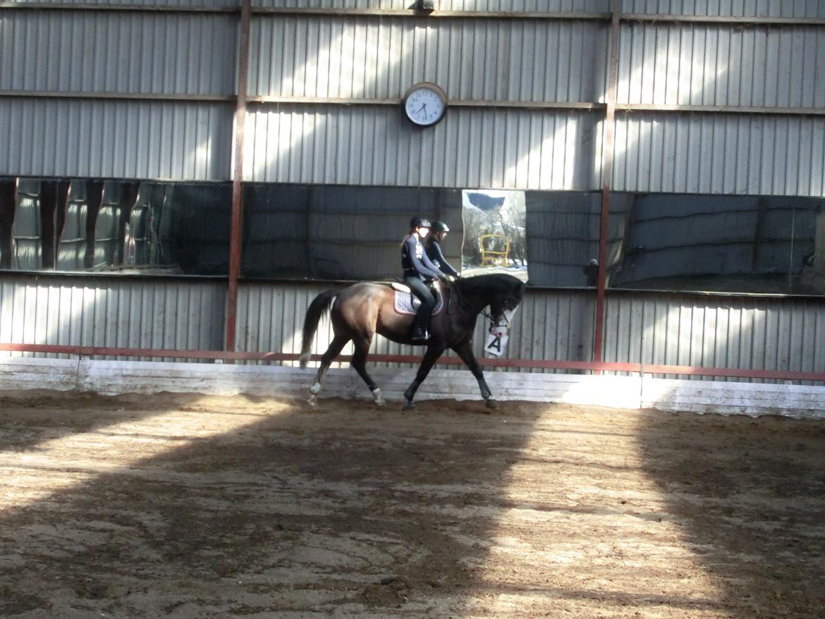 Holstener Magic Z billede 13