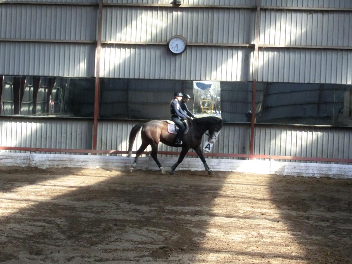 Holstener Magic Z billede 14