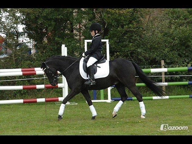 Welsh Pony (sec B) Barnhoeve's Alex billede 14