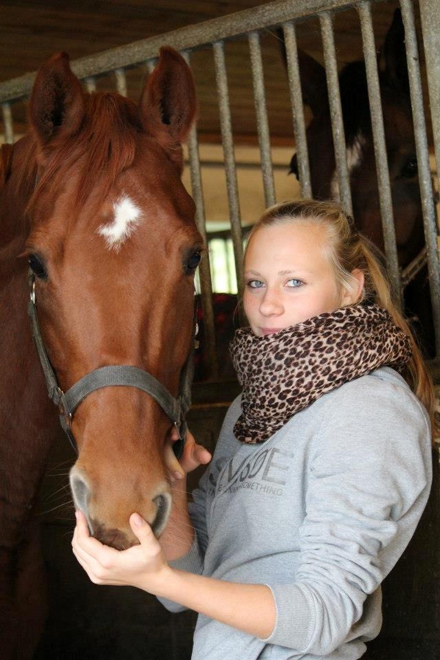 Dansk Varmblod Lady Mårsø billede 1