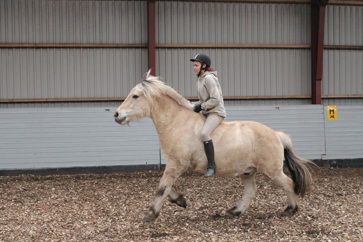Fjordhest Benjamin - Benjamin, du fylder hele mit hjerte! <3 billede 6