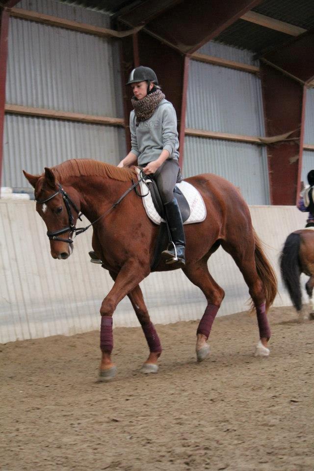 Dansk Varmblod Lady Mårsø billede 2