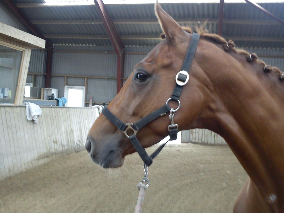 Dansk Varmblod Lady Mårsø billede 3