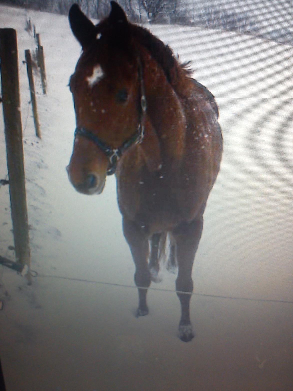 Dansk Varmblod Lady Mårsø billede 5