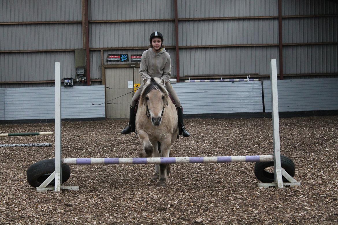 Fjordhest Benjamin - Han kan da også springe lidt :P billede 7