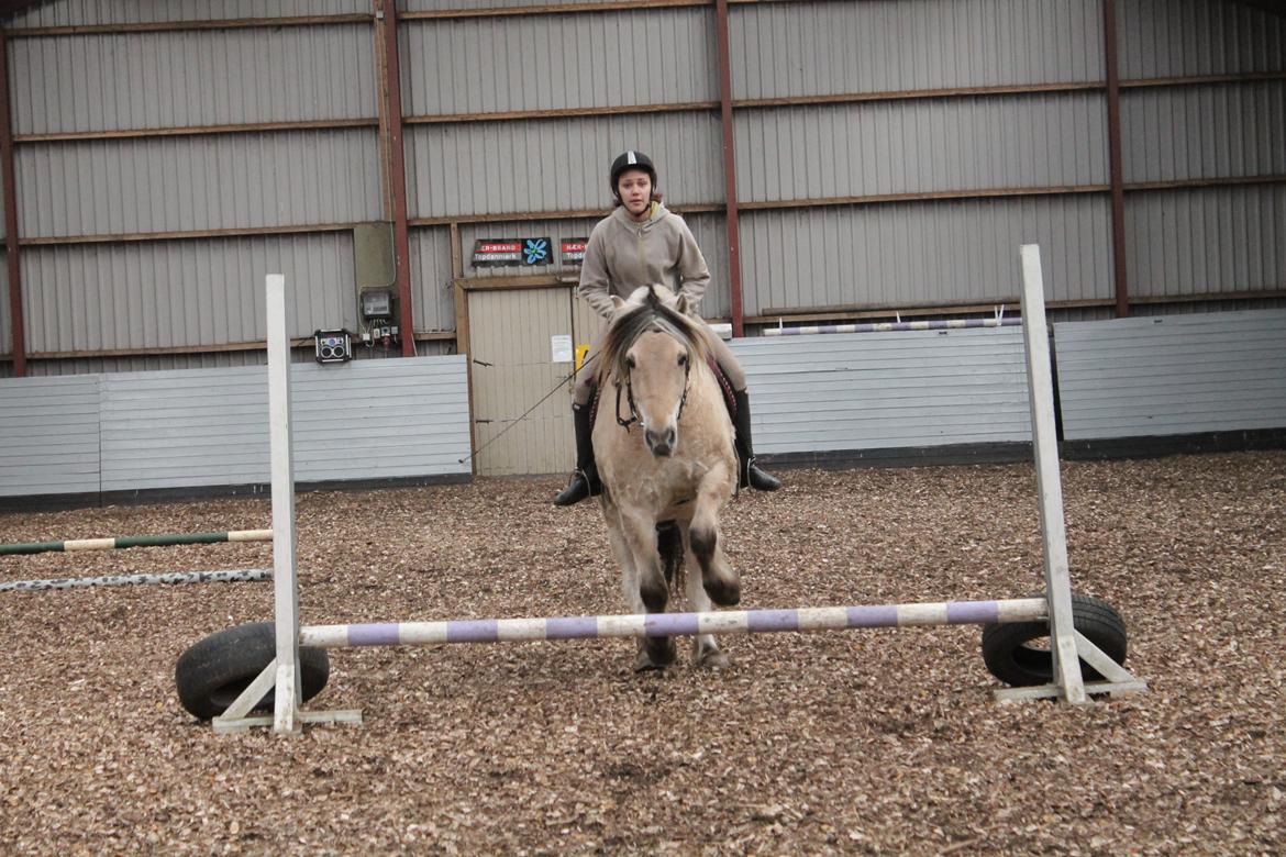 Fjordhest Benjamin billede 8