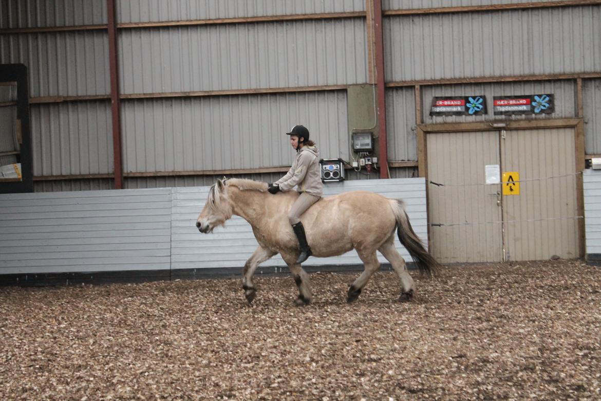 Fjordhest Benjamin billede 9