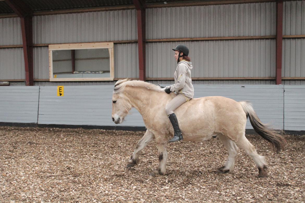 Fjordhest Benjamin billede 10