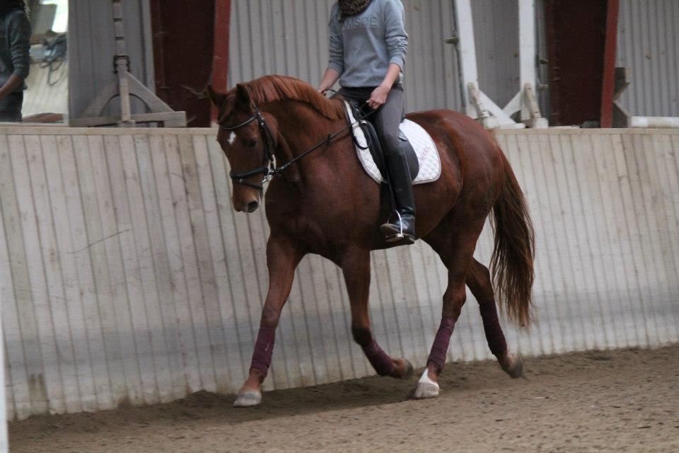 Dansk Varmblod Lady Mårsø billede 6