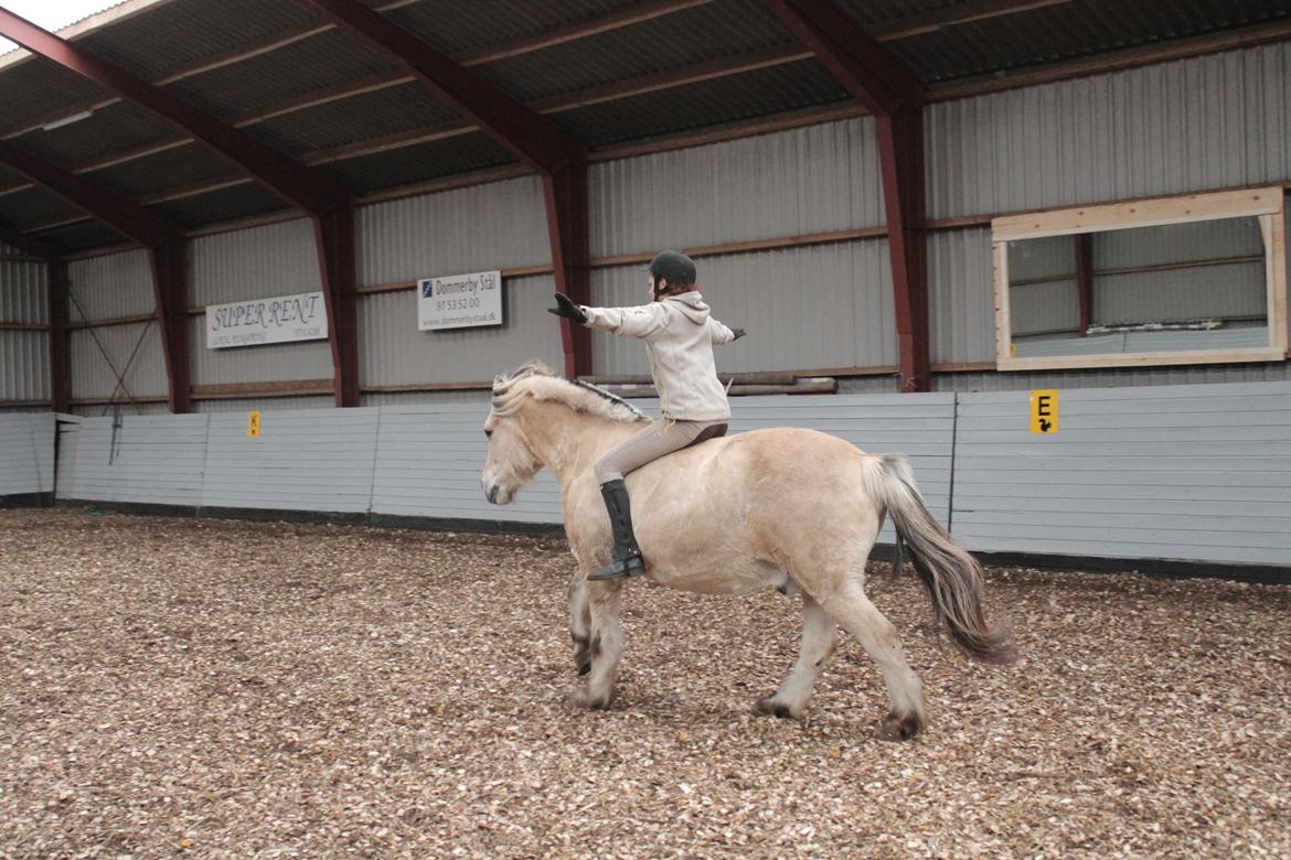 Fjordhest Benjamin - Jeg kan alt med dig Benjamin! billede 11