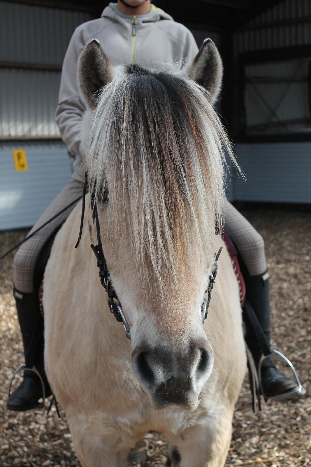 Fjordhest Benjamin - Se Benjamiiiiiin!:P billede 12