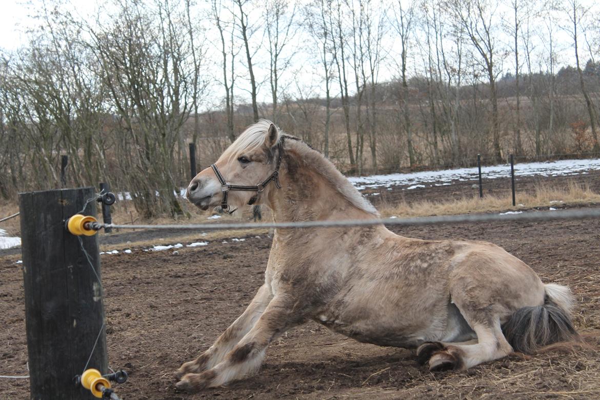 Fjordhest Benjamin billede 13