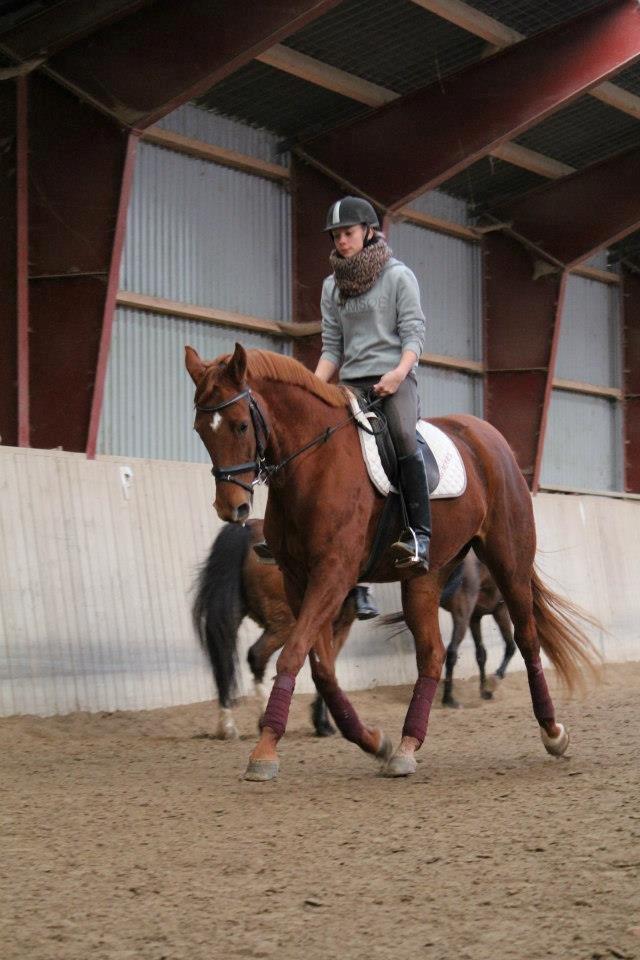 Dansk Varmblod Lady Mårsø billede 8