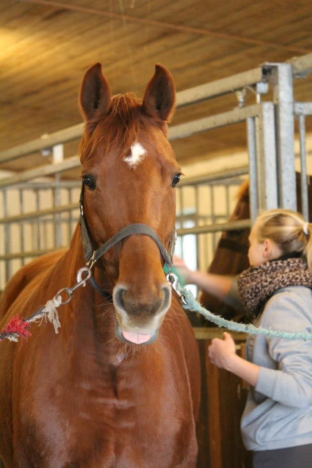 Dansk Varmblod Lady Mårsø billede 7