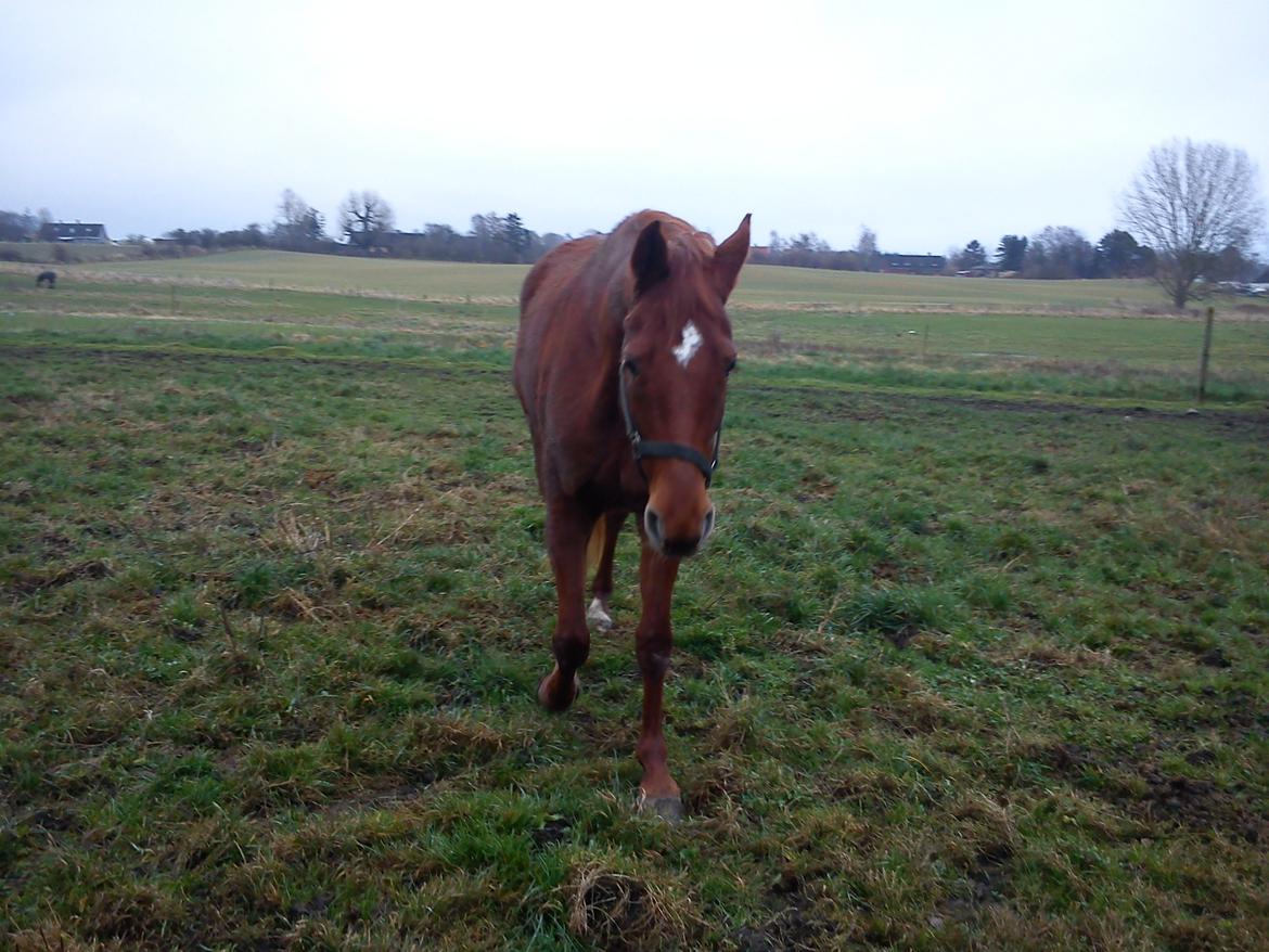 Dansk Varmblod Lady Mårsø billede 9
