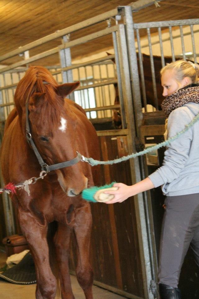 Dansk Varmblod Lady Mårsø billede 11
