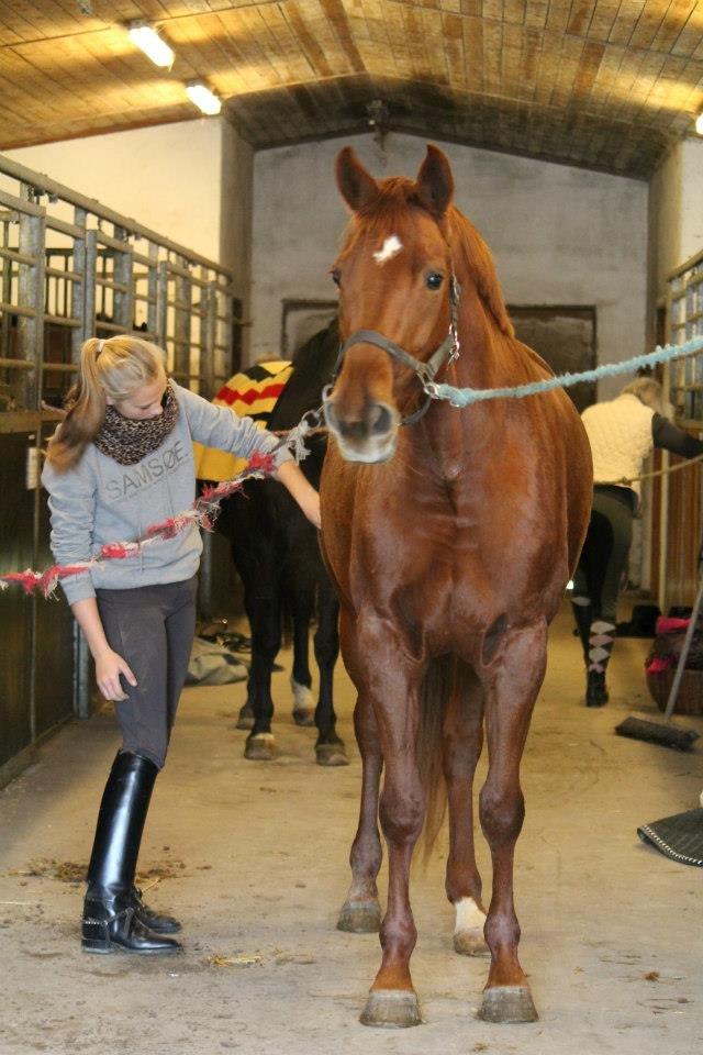 Dansk Varmblod Lady Mårsø billede 13