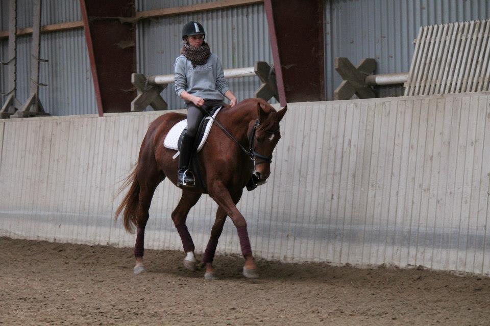 Dansk Varmblod Lady Mårsø billede 4