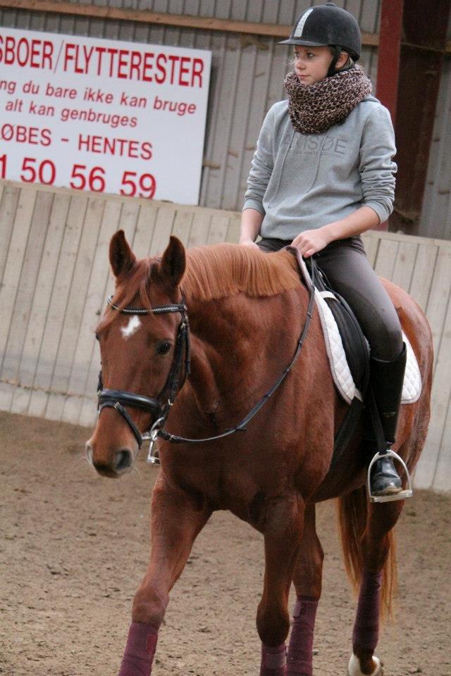 Dansk Varmblod Lady Mårsø billede 15