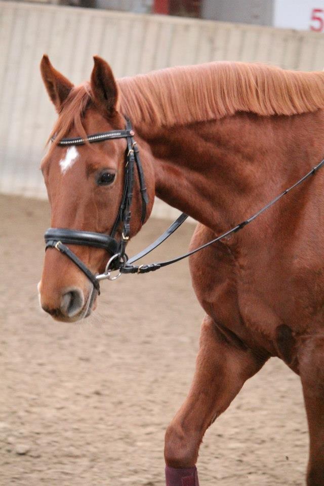 Dansk Varmblod Lady Mårsø billede 12