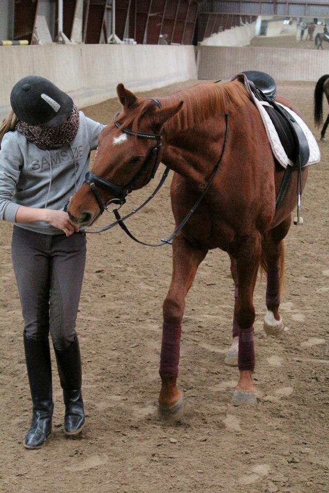 Dansk Varmblod Lady Mårsø billede 16