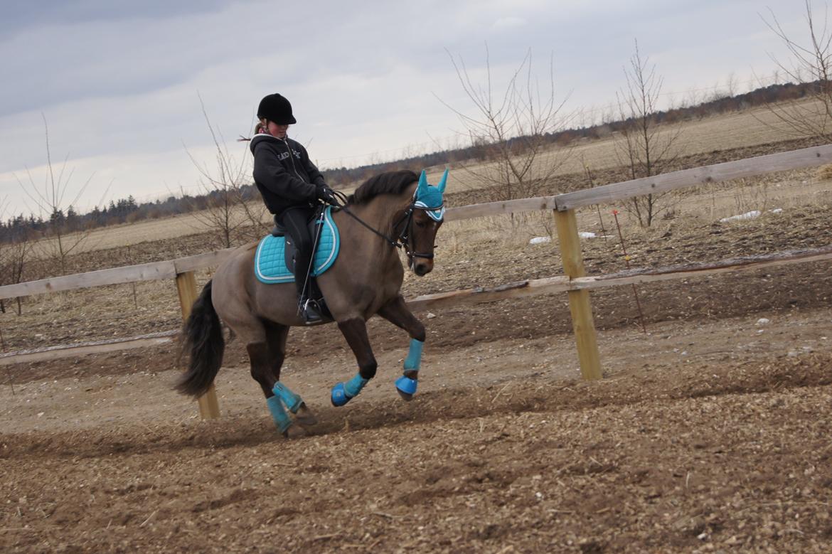 New Forest Vestergaards Santana "Stjerne-ponyen" - Marts, 2013 Mit dejlige pony-dyr billede 15