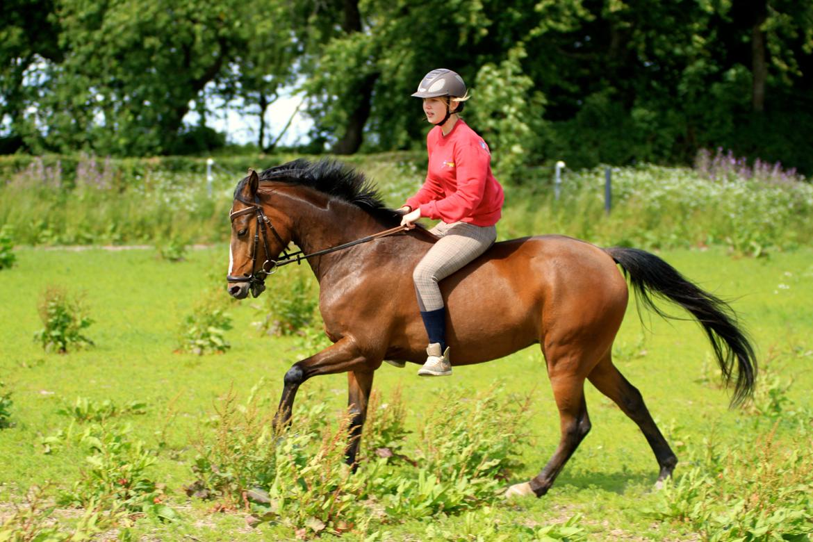 DSP Stidsbjergs Chanie billede 1