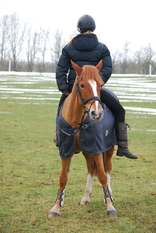 New Forest Lillehøjs Milia - Juleaftens dag blev der taget en masse gode billeder af ponyerne<3 
- Her er det Milia og mig <3  billede 12