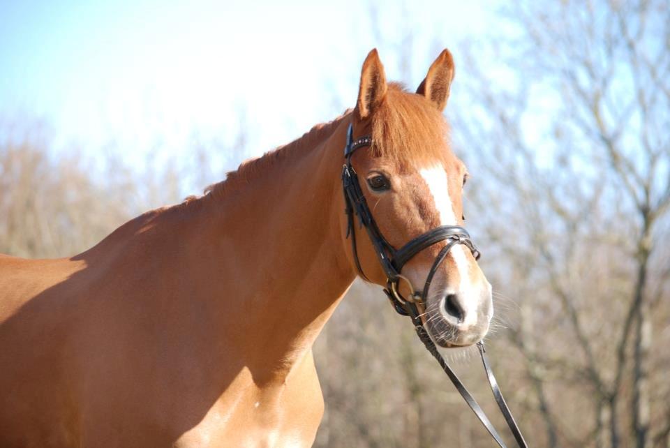 New Forest Lillehøjs Milia - Inden stævne i Nr. Aaby. Smukke smukke pony <3  billede 15