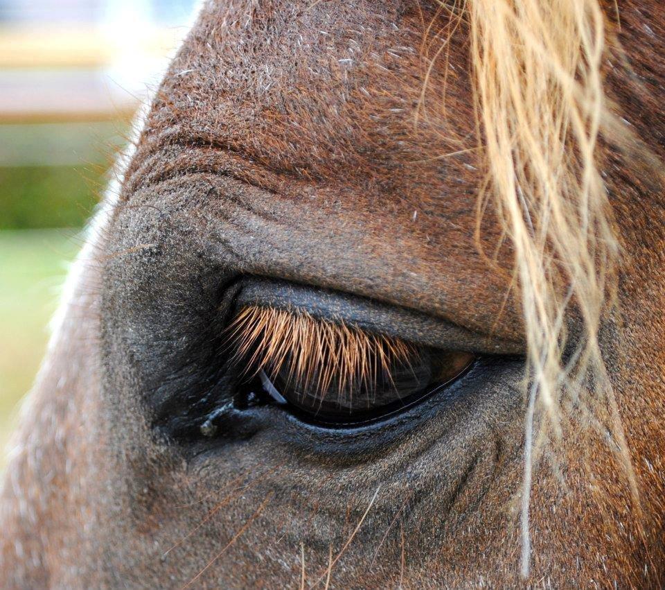 Anden særlig race Birkelund´s Massey billede 1